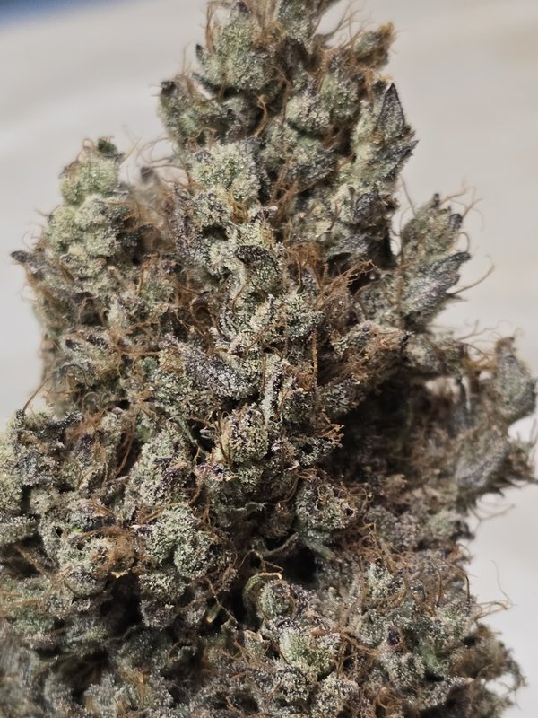 Cured Purple Haze nug close up
