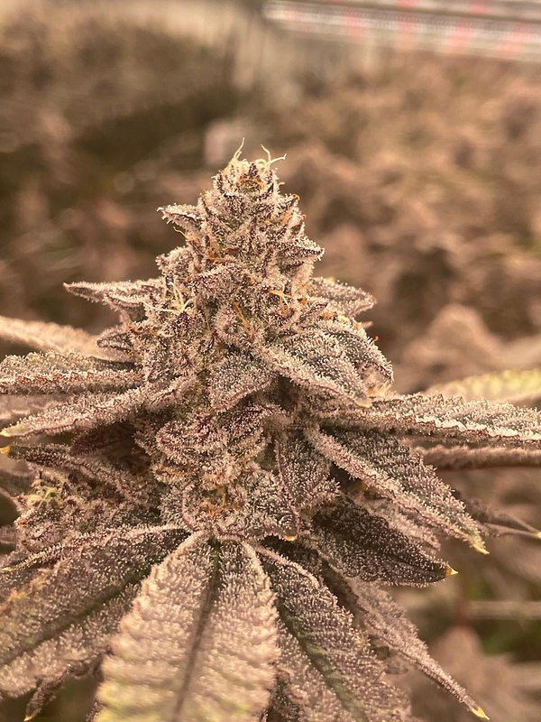 Purple flower with orange pistils on the plant