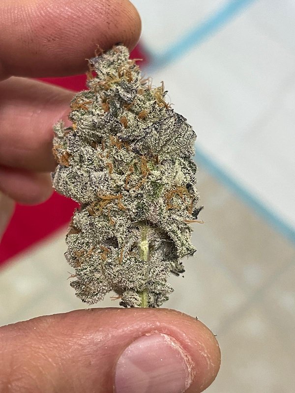 Cured nug held between two fingers