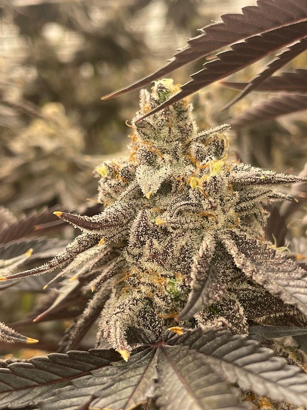 Frosted purple cola under grow lights